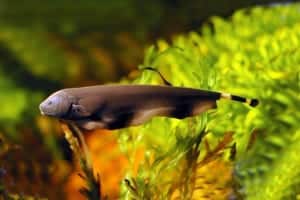 Cá Lông Vũ – Black Ghost Knifefish – Apteronotus albifrons