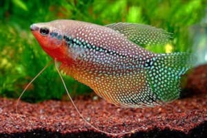 cá mã giáp - sặc trân châu