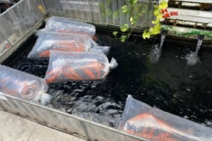 cách vận chuyển cá cảnh đi xa an toàn nhất