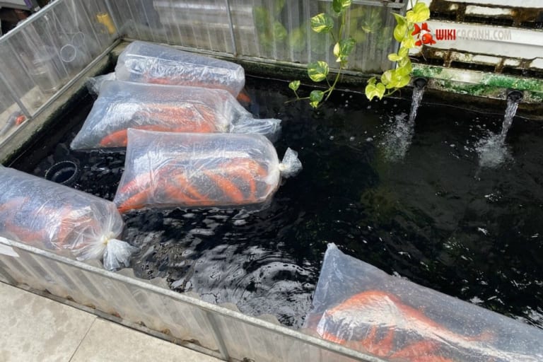 cách vận chuyển cá cảnh đi xa an toàn nhất