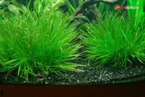 cỏ nhật thủy sinh