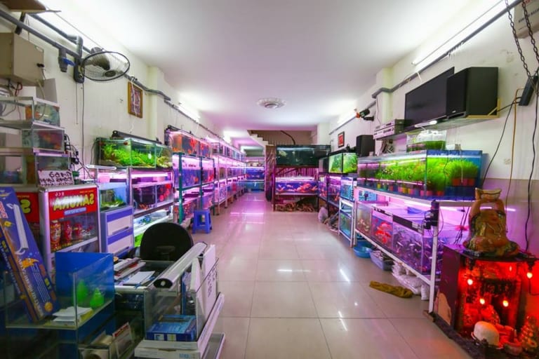 cua-hang-ban-ca-canh-dep-tai-tphcm