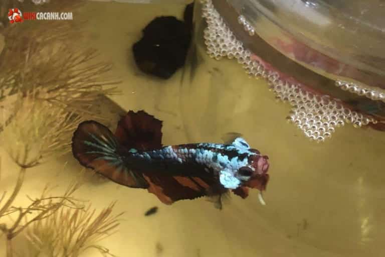 cách ép cá betta tại nhà