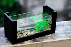 tự làm bể cá cảnh tại nhà