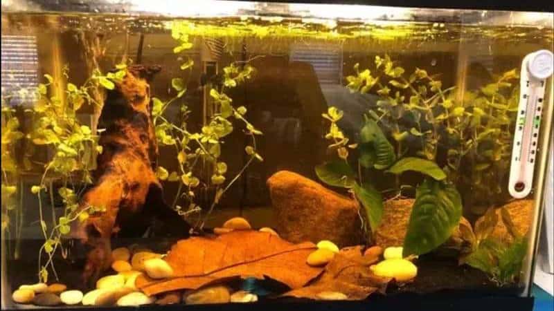 ngâm lá cây tạo visinh cho hồ cá