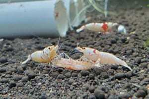 tep-canh-chet-khong-biet-ly-do