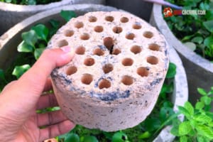 xu-li-than-to-ong-nuoi-ca-canh