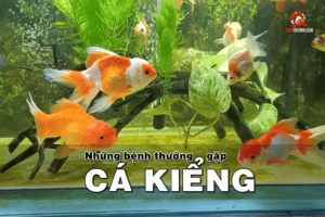 bệnh trên cá kiểng