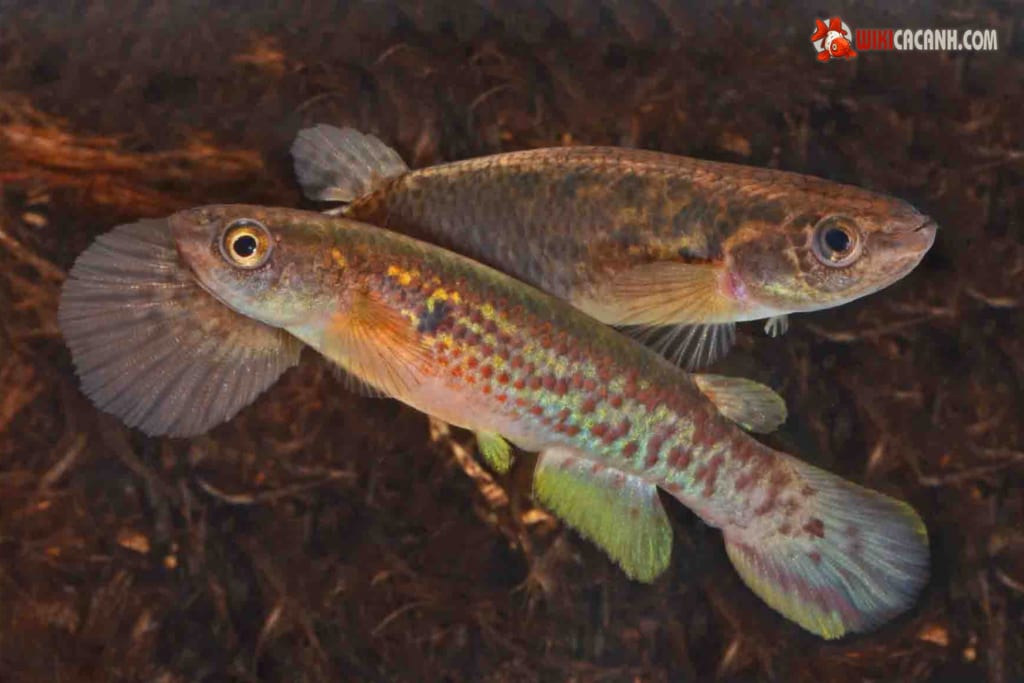 cá Rivulus