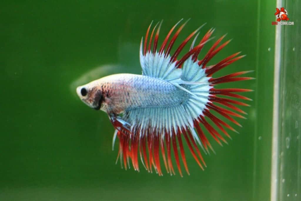 ca-betta-duoi-tua-crowntail-betta-fish