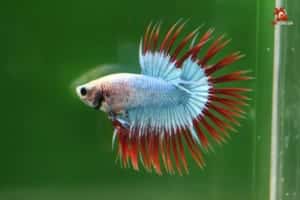 ca-betta-duoi-tua-crowntail-betta-fish