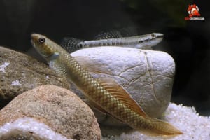 cá bóng cảnh nuôi làm kiểng