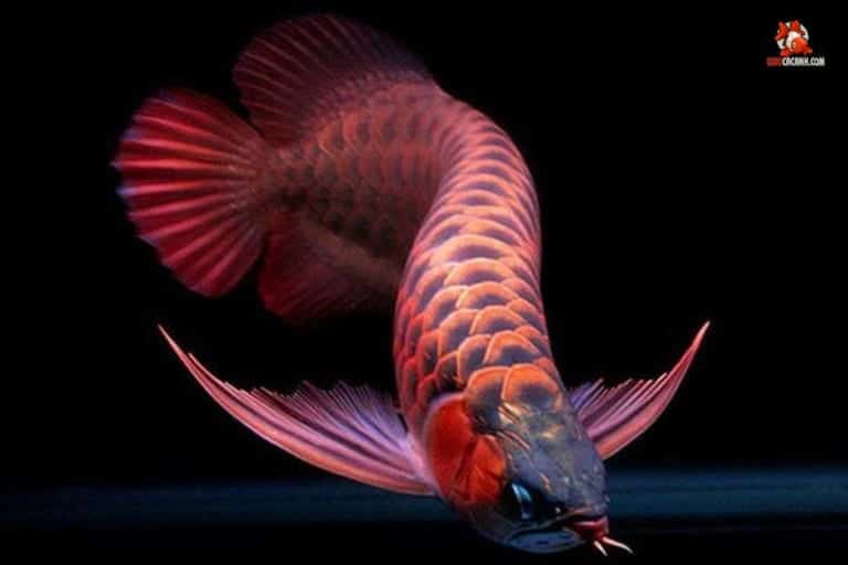 ca-canh-phong-thuy
