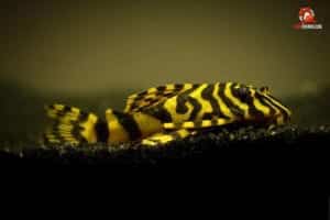 ca-don-be-ngoai-nhap