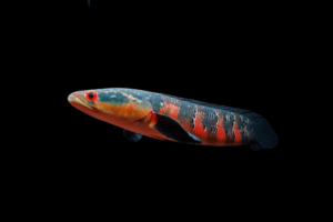 ca-loc-vay-rong-Red-Seruyan