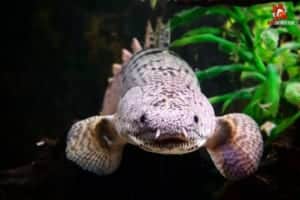 cá rồng cửu sừng hoàng đế