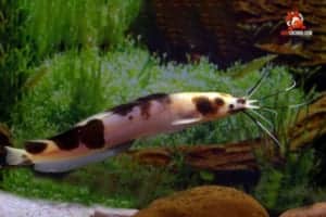 cá trê panda kiểng đẹp mắt