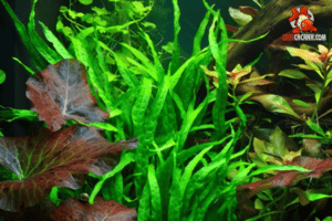 cây dương xỉ lá hẹp thuỷ sinh