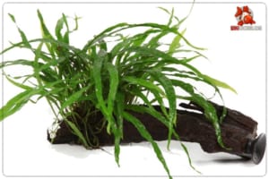 cây dương xỉ lá kim thuỷ sinh