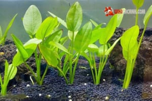 cây lan nước thuỷ sinh