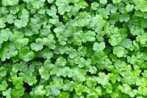 cây rau má hương thuỷ sinh