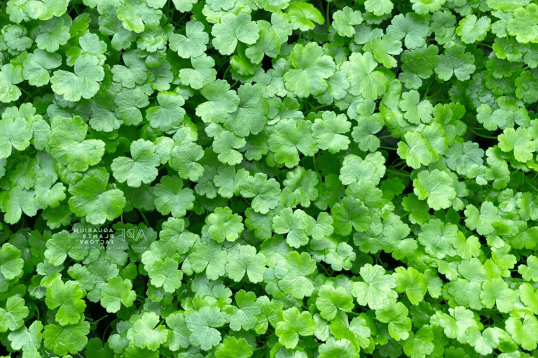 Rau Má Hương Thuỷ Sinh: Đẹp và dễ trồng - Wiki Cá Cảnh