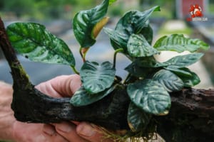 cây ráy cafe thuỷ sinh