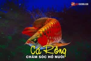 cham-soc-ho-nuoi-ca-rong