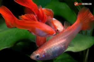 ep-ca-bay-mau-dung-cach