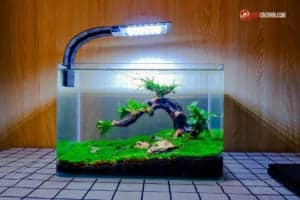làm cây bonsai thuỷ sinh đơn giản tại nhà