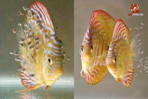 cách nuôi cá dĩa con số lượng lớn