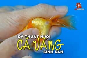 nuôi cá vàng 3 đuôi sinh sản