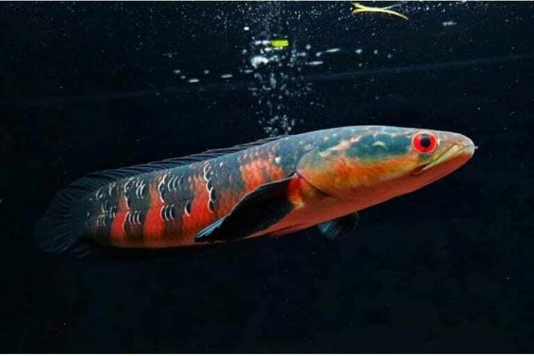 nuôi cá lóc cảnh tại nhà đúng cách