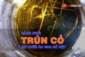 nuôi trùn cỏ