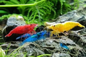 kỹ thuật nuôi tép cảnh sinh sản