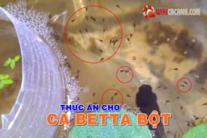 thuc-an-cho-ca-betta-bot
