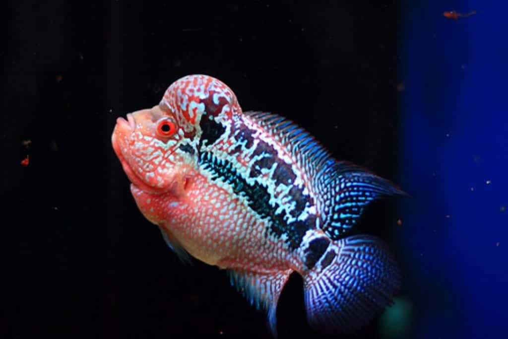 thức ăn viên cho cá la hán