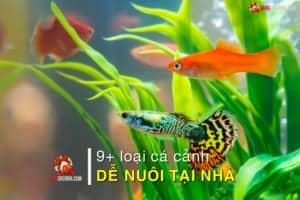 9 loại cá cảnh dễ nuôi tại nhà