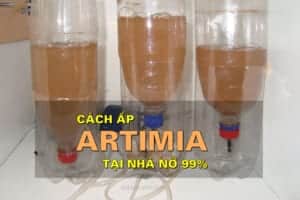 ap-artemia-tai-nha