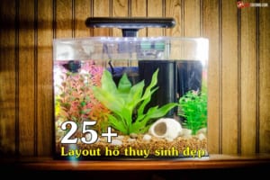 bố cục layout hồ thuỷ sinh đẹp