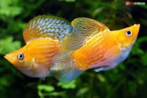 Cá Bình Tích (Poecilia latipinna)