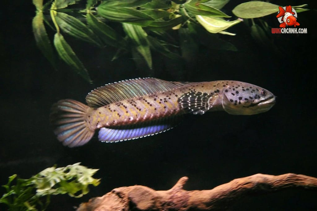 cá lóc pháo hoa da báo