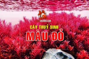 cây thuỷ sinh màu đỏ