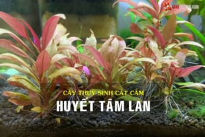cây huyết tâm lan