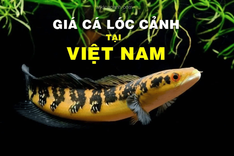 Cập nhật giá bán cá lóc cảnh mới nhất
