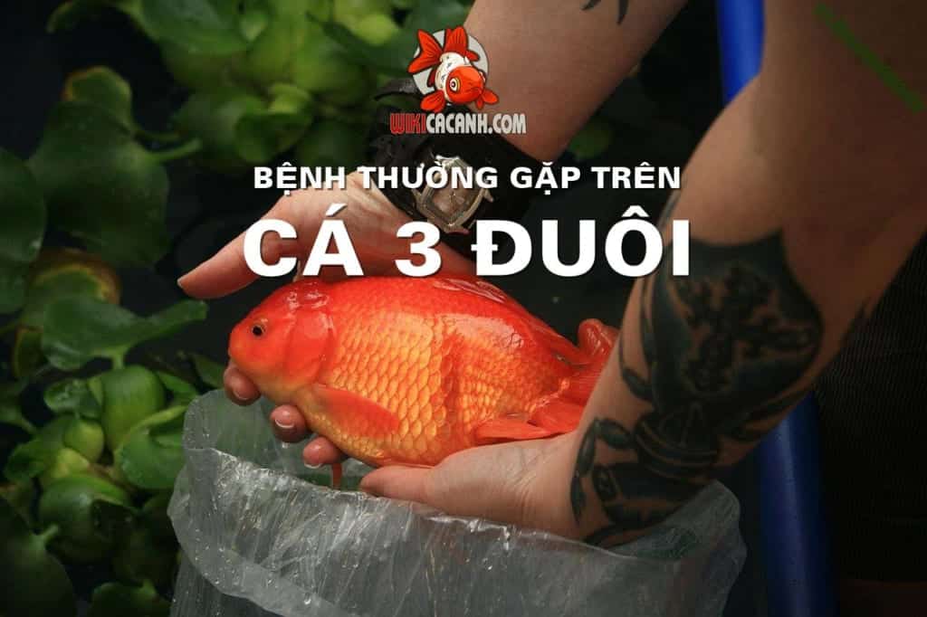 cá ba đuôi bị bệnh
