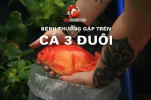 cá ba đuôi bị bệnh