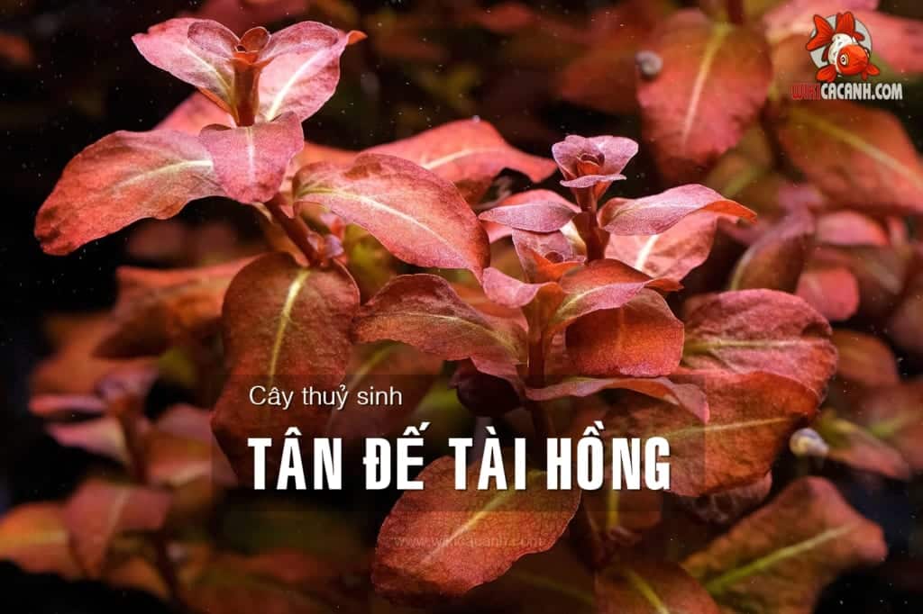 cây tân đế tài hồng