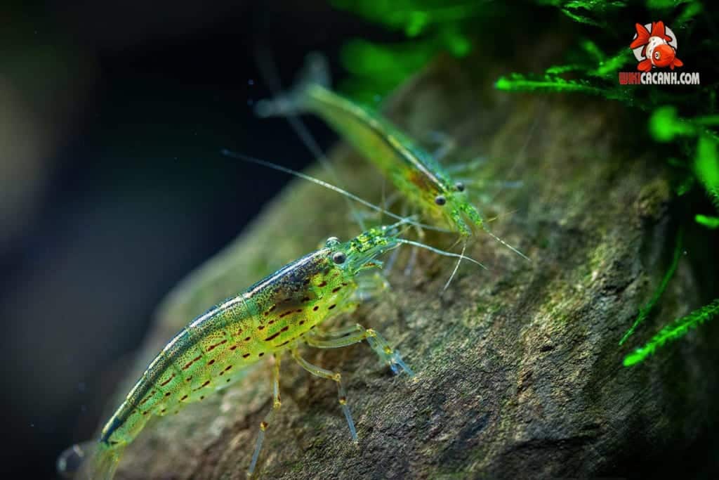 tép diệt rêu hại