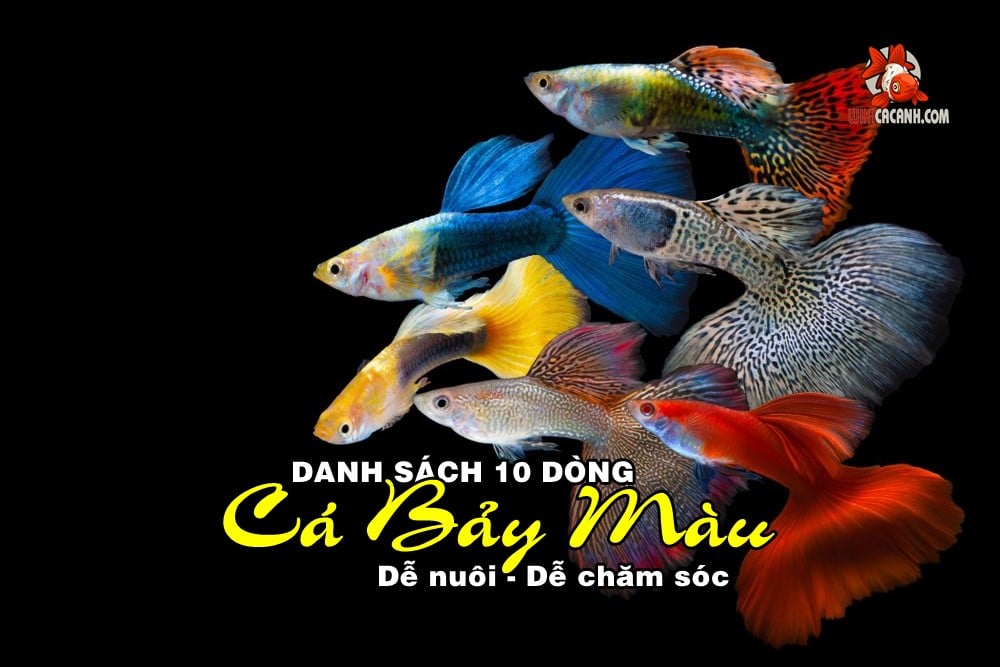 Tại Sao Cá Bảy Màu Ăn Cá Con Của Chúng   Cá Bảy Màu  Guppy Nhật Minh